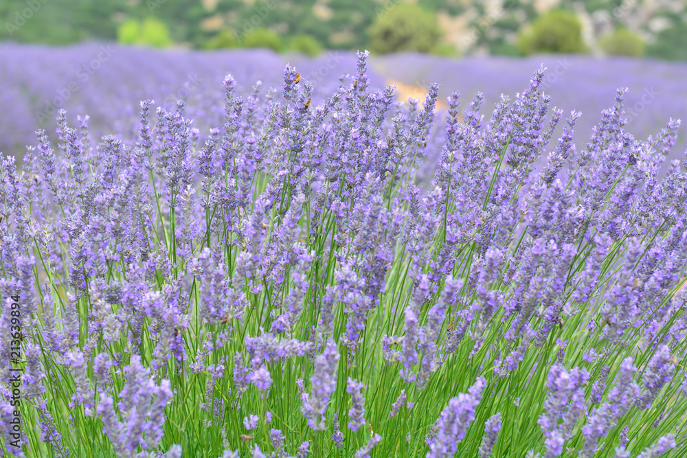 Naklejka premium Lavanta
