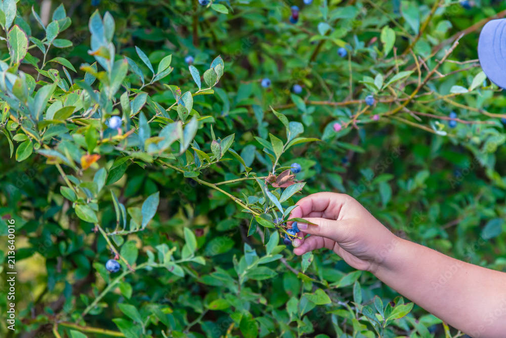 Grabbing Blueberries from Blueberry Bush on Blueberry Farm Grabbing Blueberries from Blueberry Bush on Blueberry Farm