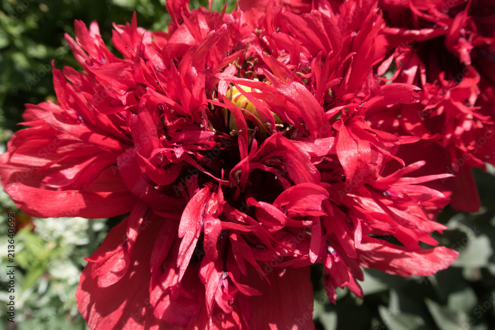 bright colorful summer flowers bright colorful summer flowers