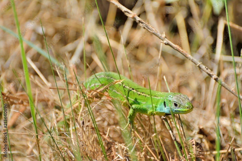 Fototapeta premium Lézard vert en Bretagne