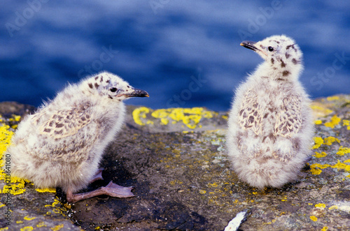 gabbiano reale pullus pulcini larus argentatus isole scozzesi .scozia regno unito photo