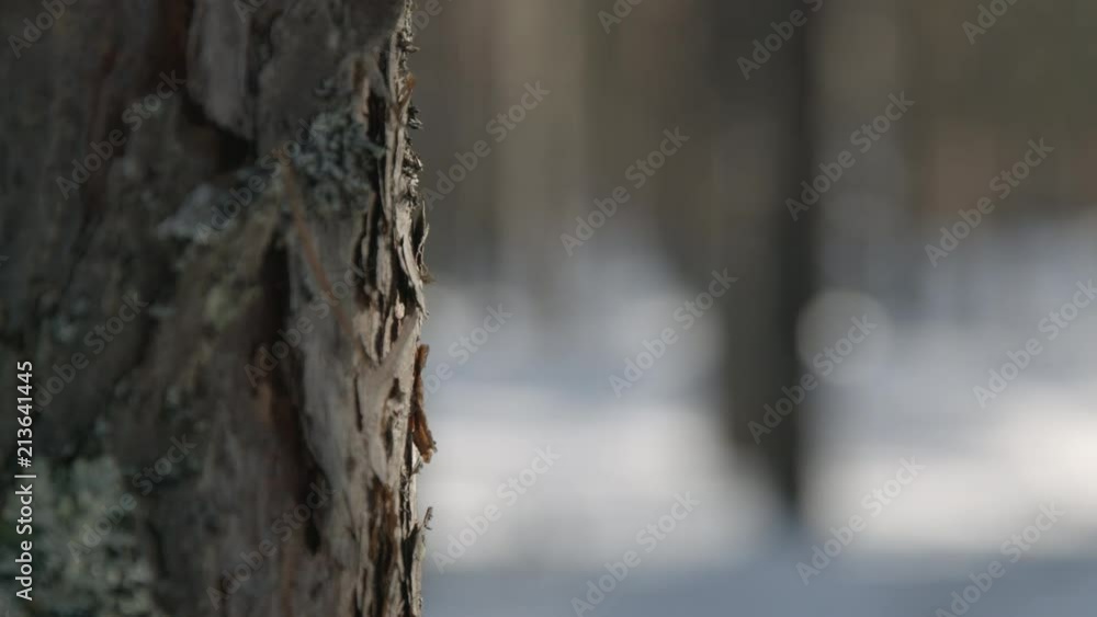 Snow melting and falling from pine trees in the end of winter. Focus change Snow melting and falling from pine trees in the end of winter. Focus change