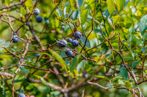 Blueberry Bushes Farm