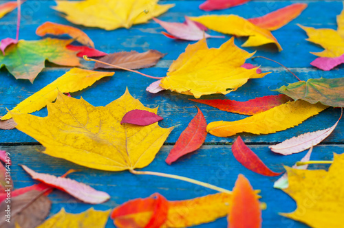 Colorful autumn leaves on blue scuffed boards. Maple leaves on a blue background as an autumn concept.
