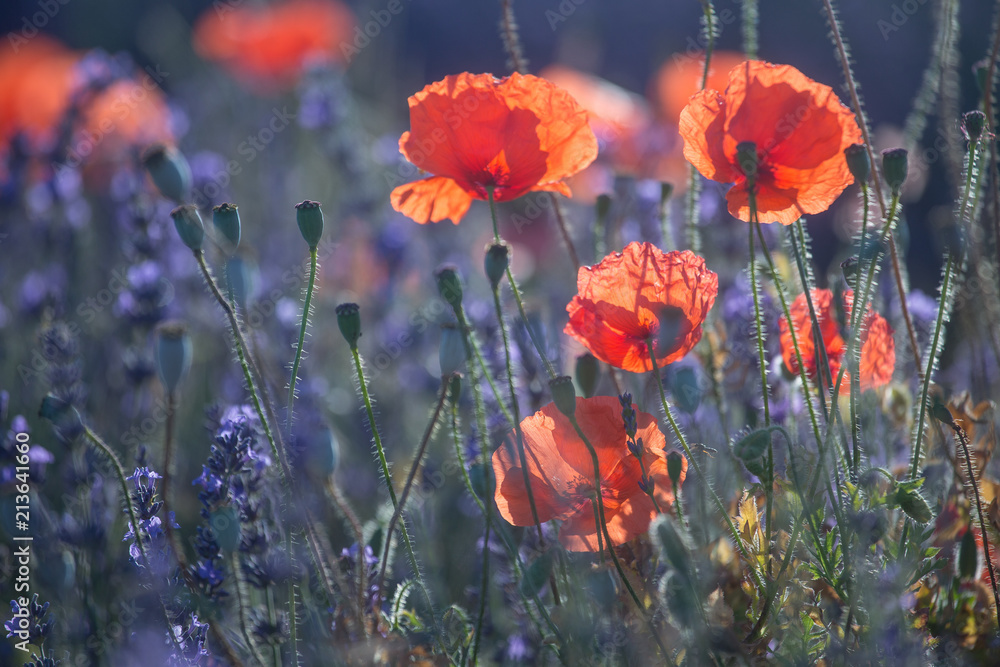 Obraz premium Beautiful meadow full of red wild poppies closeup in sunshine flare
