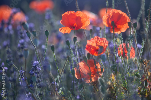 Fototapeta Naklejka Na Ścianę i Meble -  Beautiful meadow full of red wild poppies closeup in sunshine flare