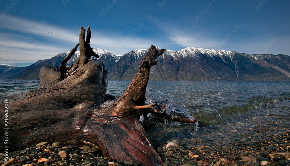 Russia. The South Of Western Siberia. Mountain Altai. Late spring on the shore of lake Teletskoye. Russia. The South Of Western Siberia. Mountain Altai. Late spring on the shore of lake Teletskoye.