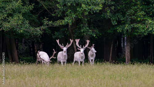 Four majestic white deers in the game reserve, forest in the bacgroung