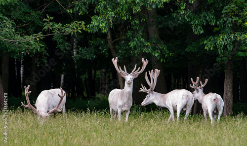 Four majestic white deers in the game reserve, forest in the backgroung