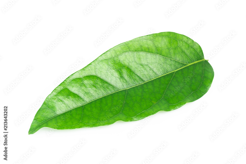 Obraz premium Green Tiliacora triandra leaf isolated on white background, herb and medical concept
