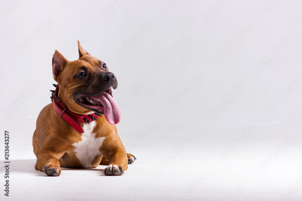 Obraz premium Red dog on white