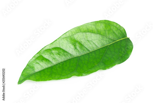 Green Tiliacora triandra leaf isolated on white background  herb and medical concept