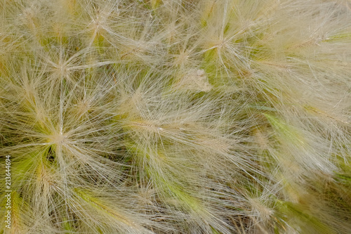 Feather grass in summer in the steppe