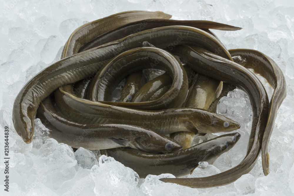 Fresh raw eels on ice