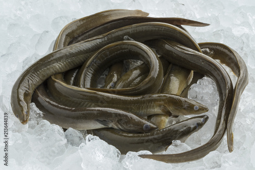 Konstfotografi Fresh raw eels on ice