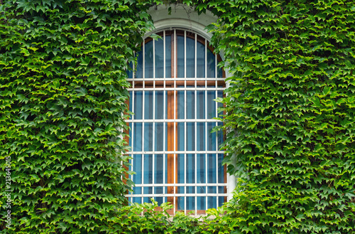 Ivy on the wall and window. Concept and idea for background