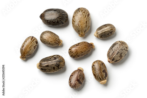 Tableau sur toile Seeds of a castor oil plant