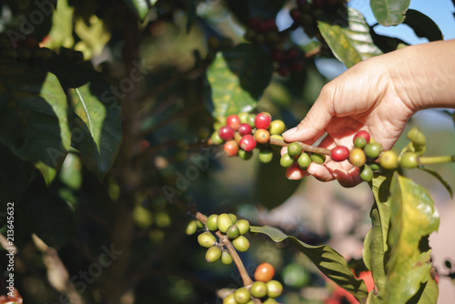 A farmer hand picking ripe and raw coffee berries