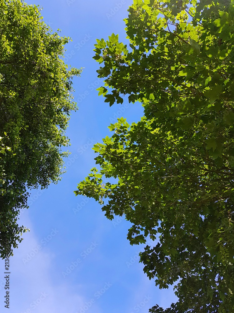 Obraz premium Bumwipfel und Himmel