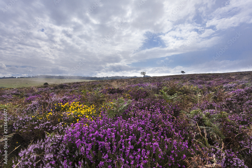 Fototapeta premium Heather and Gorse on the Quantock Hills