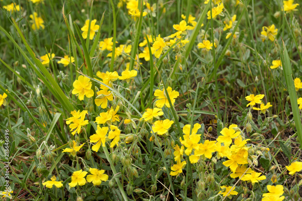 Obraz premium close up on blooming yellow flowes