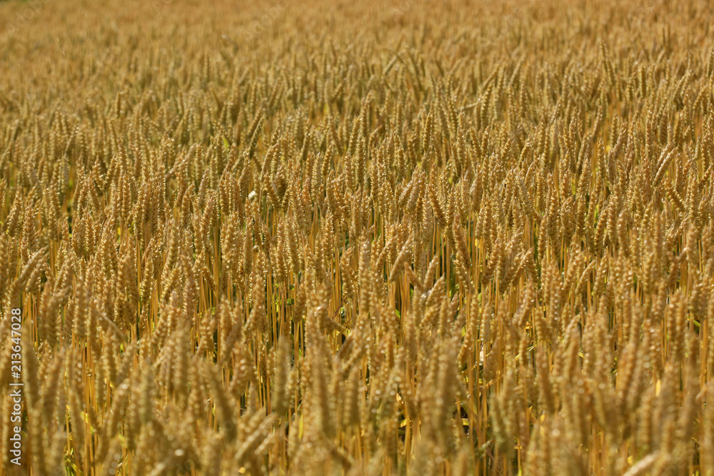 close up on a ripe wheat field close up on a ripe wheat field