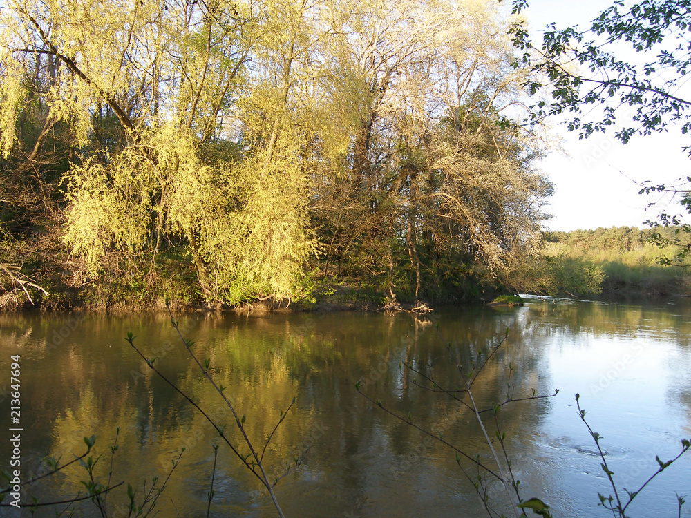 Fototapeta premium Spring landscape with a river, trees.