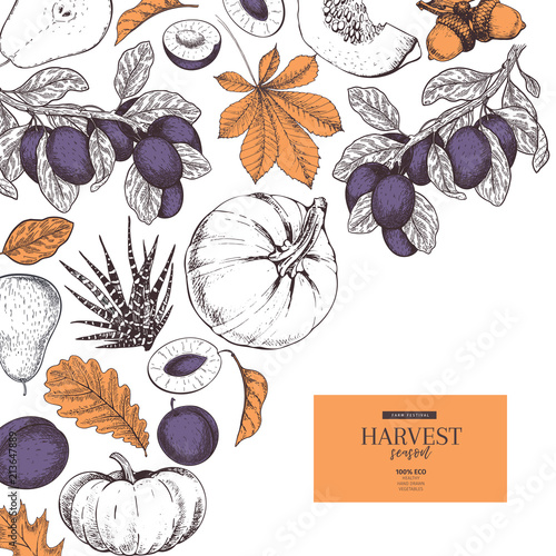 Hand drawn banner of autumn harvest fruits, vegetables. Vector vintage engraved style. Pumpkin, plum, oak, mapple, chestnut leaves. Fall holiday flyer. Thanksgiving, farm festival, food market.