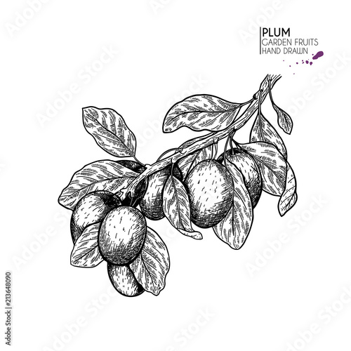 Hand drawn whole plum branch. Vector engraved illustration. Juicy natural fruit. Food healthy ingredient. For cooking, cosmetic package design, medicinal herb, treating, healt care.