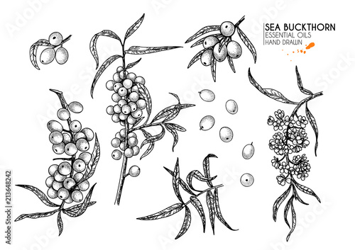 Hand drawn sea buckthorn branches. Vector engraved illustration. Healing tea and medical eatable berry. Food ingredient, cooking, beauty. For cosmetic package design, medicinal herb, treating.