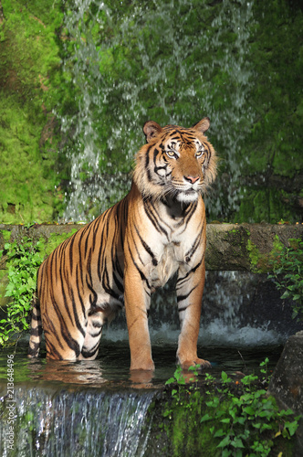 Bengal tiger standing in waterfall