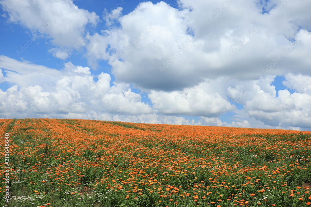 flower, nature, green, flowers, plant, garden, spring, summer, red, pink, field, flora, beauty, blossom, floral, bloom, beautiful, tulip, poppy, purple, natural, orange, color, yellow, bud flower, nature, green, flowers, plant, garden, spring, summer, red, pink, field, flora, beauty, blossom, floral, bloom, beautiful, tulip, poppy, purple, natural, orange, color, yellow, bud