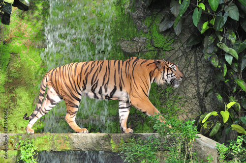 Bengal tiger in waterfall