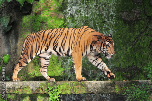 Bengal tiger in waterfall