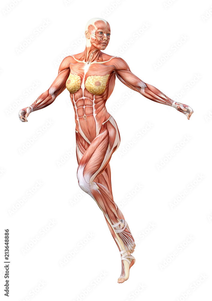 3D Rendering Female Anatomy Figure on White