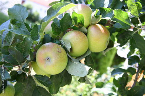 Äpfel Apfelbaum Baum Obst