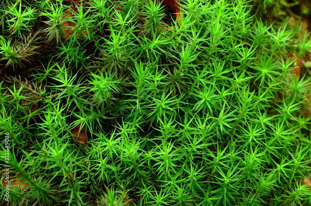 Moos; Widertonmoos; Polytrichum; moss; common haircap moss; Moos; Widertonmoos; Polytrichum; moss; common haircap moss;