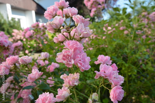 Wallpaper Mural 
üppig, blühende rosa Buschrosen, Rosa Busch Rosen Torontodigital.ca