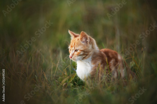 Red cat sits in the grass in the sunshine