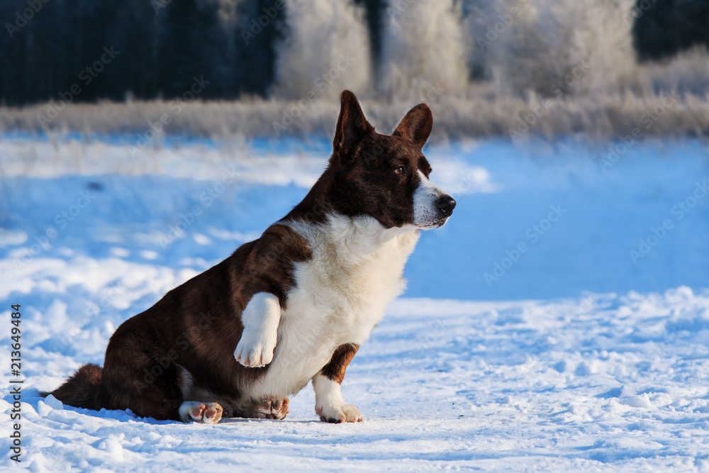 Dog breed Welsh Corgi cardigan in the snow Dog breed Welsh Corgi cardigan in the snow