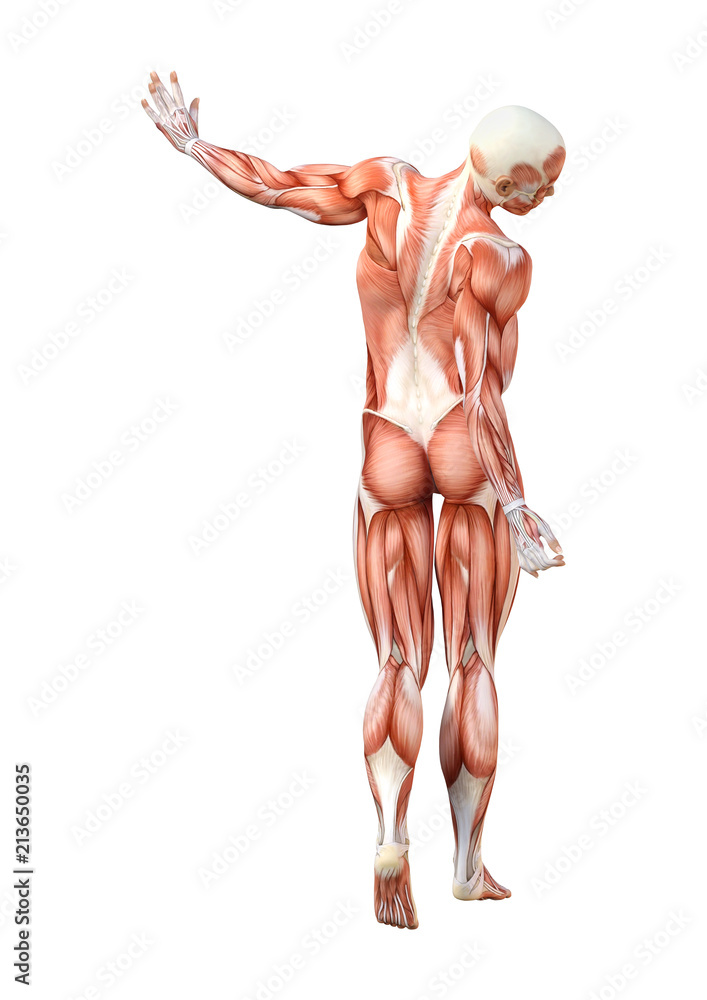3D Rendering Female Anatomy Figure on White 3D Rendering Female Anatomy Figure on White