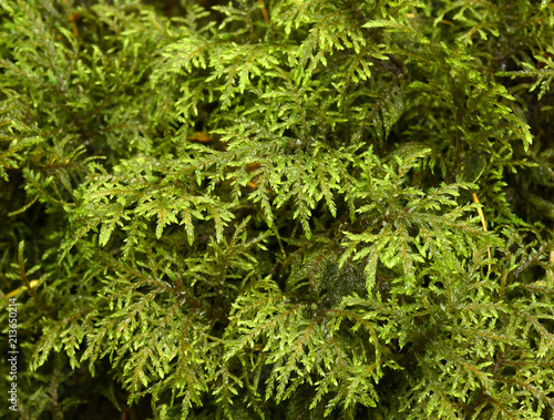 Moos  Etagenmoos  Hylocomium splendens  stairstep moss 