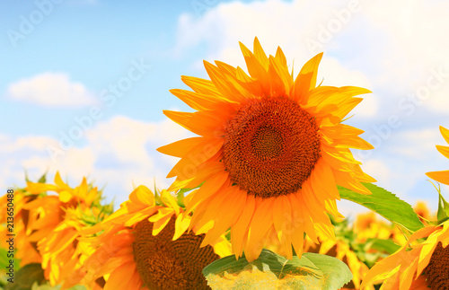 Beautiful sunflower closeup