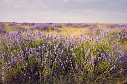 Wildlife, countryside, farmland, spring, summertime, nature, environment and blossoming season concept. Amazing view of endless meadow embroidered with sweet scented purple lavender flowers