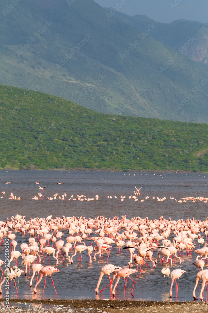 Fototapeta premium Flamingo of Lake Baringo. Landscapes of Africa. Kenya