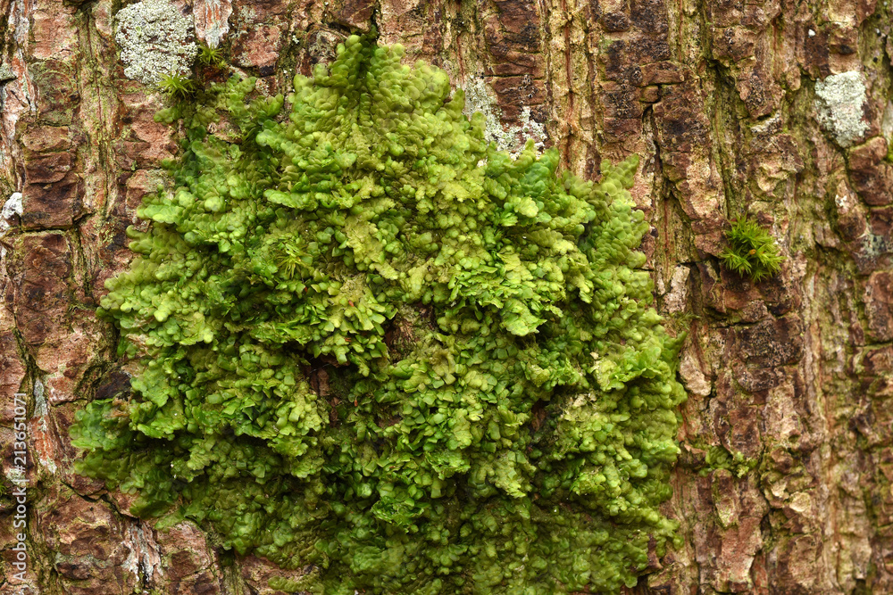 Moos; Hohlblaettriges Lappenmoos; Lejeunea cavifolia Moos; Hohlblaettriges Lappenmoos; Lejeunea cavifolia