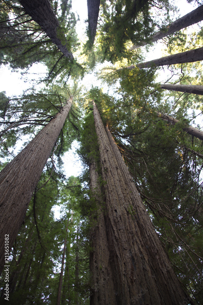 Fototapeta premium Gazing upward in Humboldt Redwoods State Park