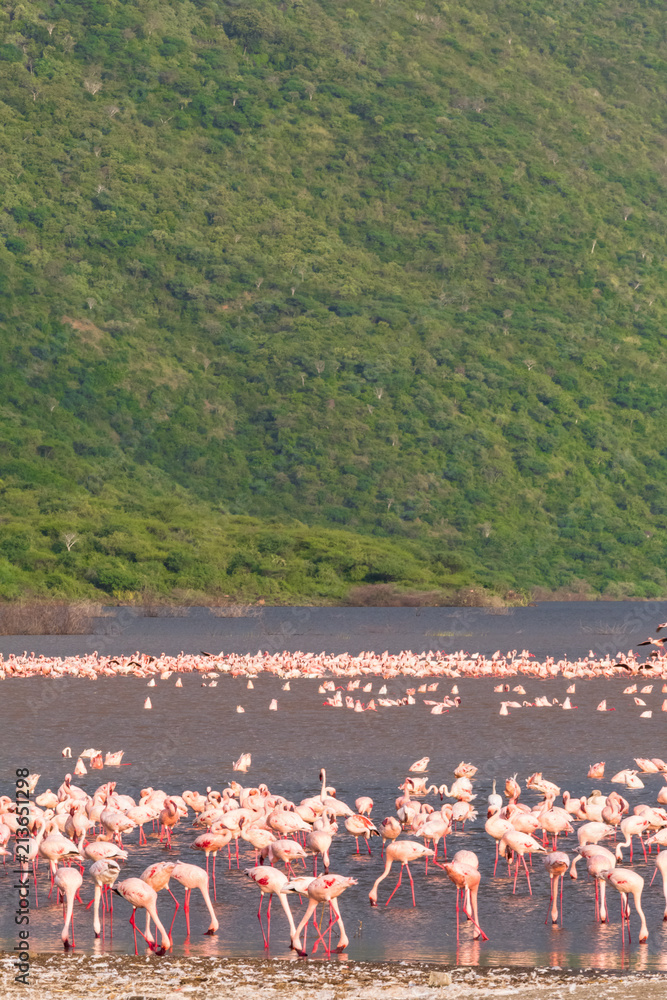 Naklejka premium Landscape with pink birds. Flamingo of Lake Baringo. Africa