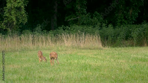 Whitetail deer fawns eat grass in a meadow