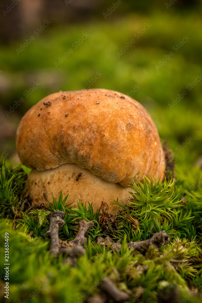 Nice penny bun mushroom on the forest Nice penny bun mushroom on the forest